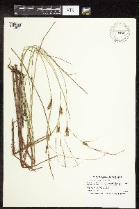 Carex lasiocarpa image