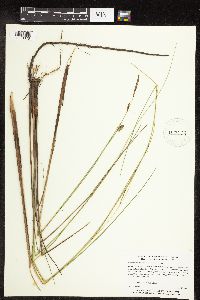 Carex lasiocarpa image