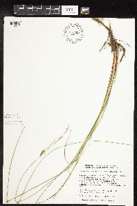 Carex lasiocarpa image