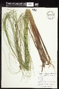 Carex lasiocarpa image