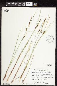 Carex lasiocarpa image