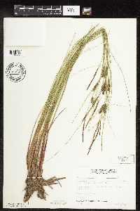 Carex lasiocarpa image