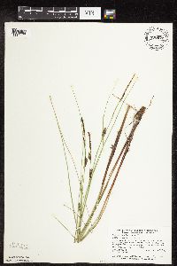 Carex lasiocarpa image