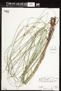 Carex lasiocarpa image