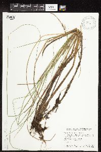 Carex lasiocarpa image