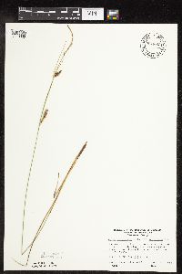 Carex lasiocarpa image