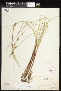 Carex lasiocarpa image