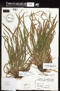 Carex laxiculmis image