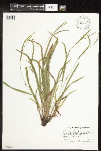 Carex laxiculmis image