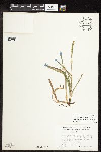 Carex laxiculmis image