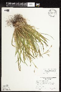Carex laxiculmis image