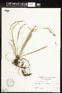 Carex laxiculmis image