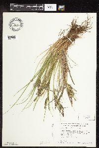 Carex lenticularis image