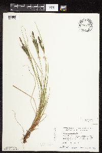 Carex lenticularis image