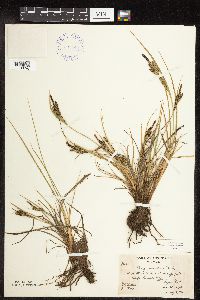 Carex lenticularis image