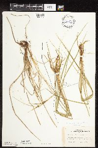 Carex lenticularis image