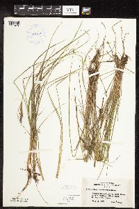 Carex lenticularis image