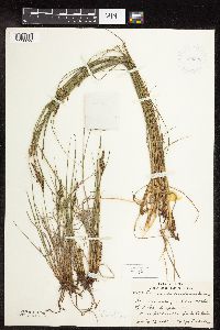 Carex lenticularis image