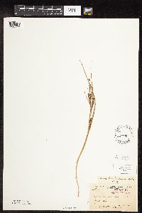 Carex lenticularis image