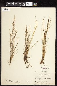 Carex lenticularis image