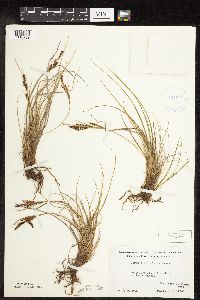 Carex lenticularis image