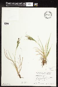 Carex lenticularis image