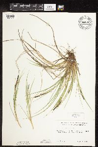 Carex lenticularis image