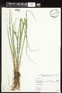 Carex lenticularis image