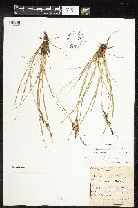 Carex lenticularis image