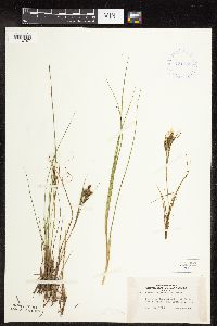 Carex lenticularis image