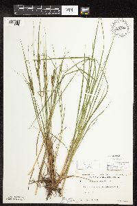 Carex lenticularis image
