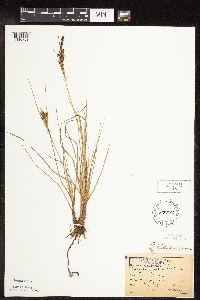 Carex lenticularis image