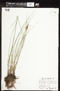 Carex lenticularis image