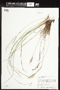 Carex lenticularis image