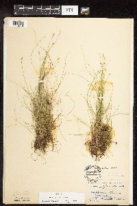 Carex leptalea image