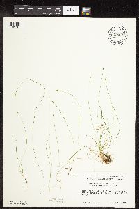Carex leptalea image