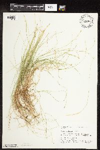Carex leptalea image
