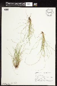 Carex leptalea image
