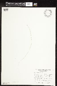 Carex leptalea image