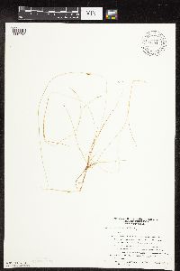 Carex leptalea image