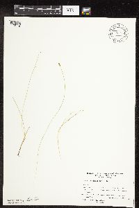 Carex leptalea image