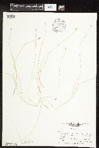 Carex leptalea image