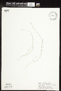 Carex leptalea image