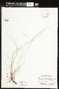Carex leptalea image