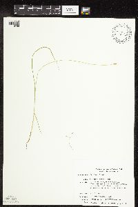 Carex leptalea image