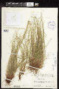 Carex leptalea image