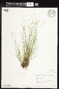 Carex leptalea image