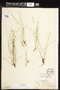 Carex leptalea image