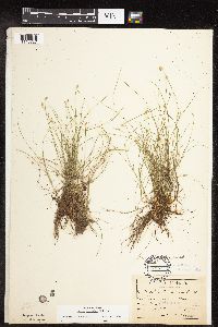 Carex leptalea image