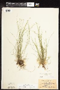 Carex leptalea image